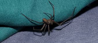 Similar to other recluse spider bites, their bite sometimes requires medical attention.the brown recluse is one of three spiders (the others being the black widow and loxosceles laeta, the chilean recluse) with medically significant venom in north america. Brown Recluse Vs Wolf Spider Which One Is On My Property Abc Blog
