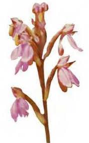 Image result for Cynorkis symoensii