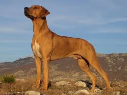Image result for rhodéský ridgeback