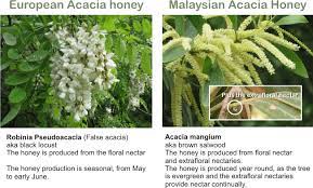 Auriculiformis flowered between february and may, producing mature in vietnam, farmers commonly place hives of honey bees in acacia plantations for honey production. Acacia Mangium Honey Made From A Real Acacia Tree