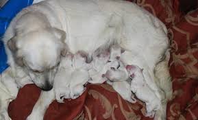 My parents hand raised golden retrievers in the eighties, and my sister and i still keep the tradition going. English Golden Retrievers Puppy For Sale Adoption Rescue For Sale In Chattanooga Tennessee Classified Americanlisted Com