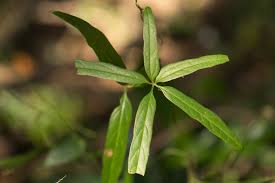 Image result for Dioscorea quartiniana