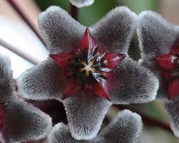 Pin On Garden