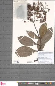 Image result for Tetracera alnifolia