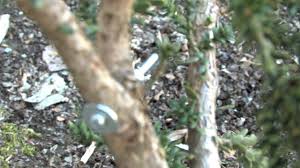 Wondering why your money tree has a mushy trunk? How To Repair Broken Branches Youtube