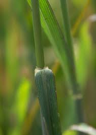 Image result for Setaria sphacelata
