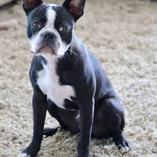 Image result for boston terrier