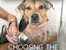 If you are able to use a specialized puppy shampoo, this is still recommended over baby shampoo. How To Choose The Best Dog Shampoo For Fleas Dandruff More Pethelpful