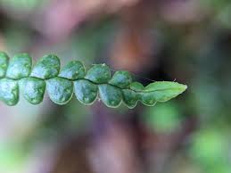 Image result for Melpomene flabelliformis