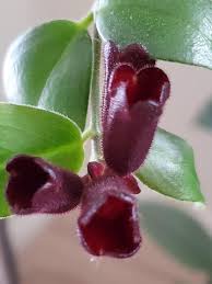 We did not find results for: House Of Tropical Beauties Collection Home Facebook