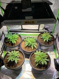 We did not find results for: How To Use Led Grow Lights