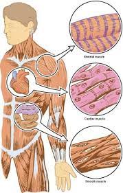 Muscles And The Sliding Filament Model Human Body Muscles Muscle Skeletal Muscle
