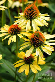 Check spelling or type a new query. Harvest Moon Conehead Flower Photograph By Spirit Baker