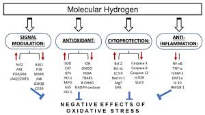 Nitro xl will be upcoming swindle within market place? Antioxidants Free Full Text Molecular And Cellular Mechanisms Associated With Effects Of Molecular Hydrogen In Cardiovascular And Central Nervous Systems Html