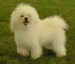 Find puppies in your area and helpful tips and info. Sell Puppies Online Puppies Near You For Sale Pawbe