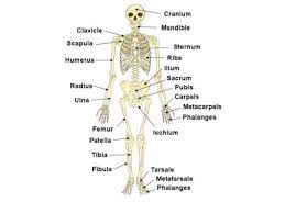 Anatomy and physiology coloring books 16061 source : Chapter 5 The Skeletal System