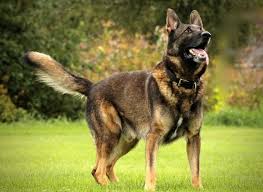 7 Best Dog Shampoos For German Shepherds In 2022 Reviews Top Picks Pet Keen