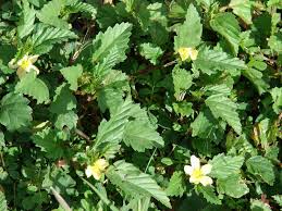 Image result for Malvastrum coromandelianum