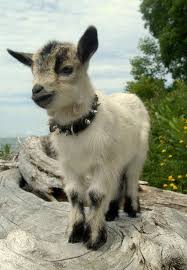 The Daily Cute 10 Photos To Get Your Goat Goats Baby Goats