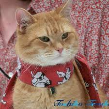 Schaut Mal Was Bob Aus Japan Mitgebracht Hat Look At Bob S New Scarf From Japan Bobderstreuner Streetcat Bob Street Cat Bob Cats Cat Entertainment
