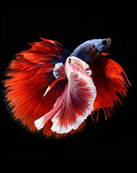 Pin By Kc Au On A Tale Of Tails Betta Betta Fish Betta Siamese Fighting Fish
