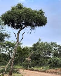 Image result for Xanthocercis zambesiaca