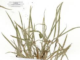 Image result for Kyllinga appendiculata