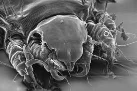 Image result for what do Cheyletiella look like in dog fur