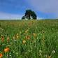 Wednesday Workdays at Wakamatsu Farm event image