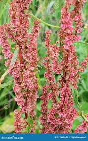 Image result for Rumex crispus