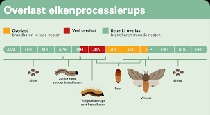 De eikenprocessierups zorgt steeds vaker voor problemen in nederland. Wat Te Doen Tegen Overlast Eikenprocessierups