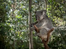 Our daily local deals consist of restaurants, beauty, travel, ticket vouchers, shopping vouchers, hotels, and a whole lot more, in hundreds of cities across the world. Koala Cuddle Hug A Koala Get Koala Photos