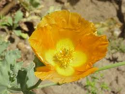 Image result for Papaveraceae
