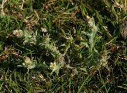 Image result for Gnaphalium polycaulon