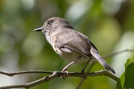 Image result for Newtonia