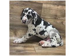Visit us now to find the right great dane for you. Great Dane Dog Male Harlequin 2619585 Petland Gallipolis Oh