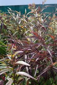 Image result for Strobilanthes anisophylla