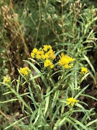 Image result for Asterochaete