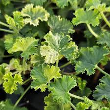 Image result for Pelargonium domesticum round-leaved bushy