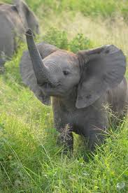 Little Baby Elephant Smelling The Day Animals Cute Baby Animals Baby Animals
