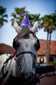 Funny birthday wishes for horse lovers: Happy Birthday Horse Apparently It Was The Horses Birthday Tltichy Flickr