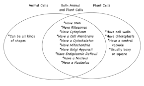 Plant or animal cell venn diagram. Animal And Plant Cells Animal Cell Plant And Animal Cells Cell Diagram