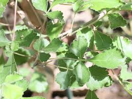 Image result for Commiphora africana