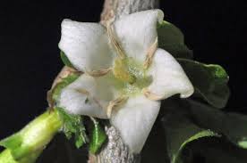 Image result for Coddia rudis