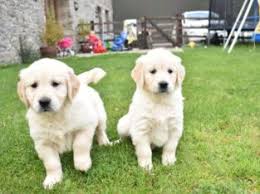 Both golden retrievers and labrador retrievers love running, playing, swimming and rolling in mud however when considering labrador retriever vs golden retriever puppies, you can search for older golden retriever parents, and find a breeder. Golden Retriever Puppies For Adoption Free Classifieds My Free Ads Uae