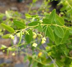 Image result for Andrachne