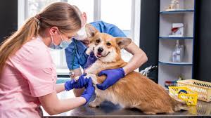 5 Benefits of Annual Exams at a Pet Hospital in Whitby, ON - Morningstar Pet  Hospital