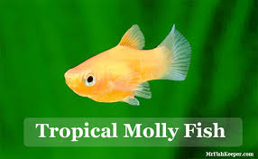 Molly Fish Care Types Feeding Tank Setup Tank Mates Breeding