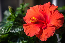 This plant grow 3 to 6 feet tall and wide so give it plenty of room. Hibiscus Varieties For Zone 8 How To Care For Zone 8 Hibiscus