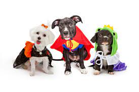 Let's talk pet halloween costumes! How To Throw The Perfect Halloween Dog Party Ultimate Pet Nutrition